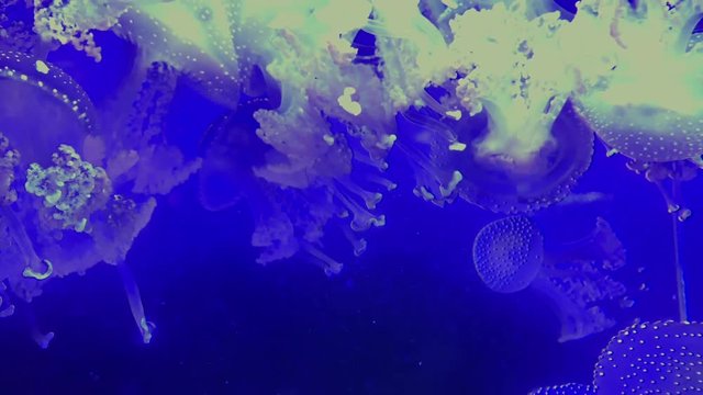 Jellyfish - Phyllorhiza Punctata - White jellyfish with a blue background at Kamon Aquarium, Japan.