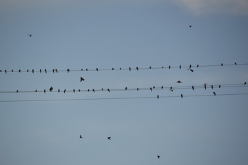 birds on the wire