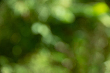 Plakat Defocused abstract green bokeh background,soft background