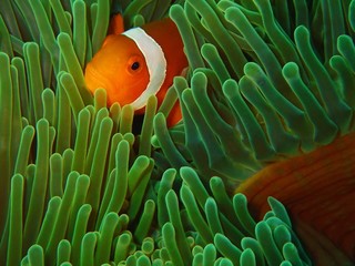 The beauty of underwater world in Sabah, Borneo.