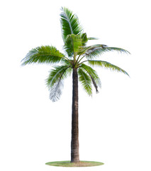 Coconut tree or palm tree  Isolated on white background.