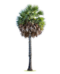 High palm tree (Livistona Rotundifolia or fan palm.) isolated on white background.