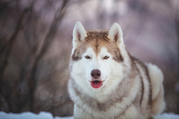 Close-up portrait of free Siberian Husky dog lying is on the snow in winter forest at sunset on mountain background