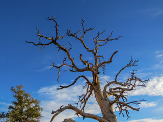 dead tree with multiple branches against blue sky