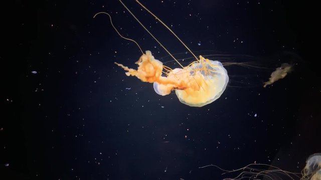 Jellyfish - Chrysaora Meranaster - Brown and white jellyfish at Kamon Aquarium, Japan.