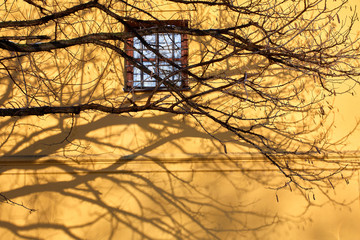 Yellow background with a derv, wall and window. Tree branches give shade to the wall
