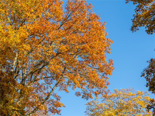 paysage d'automne au Parc de Saint Cloud près de Paris