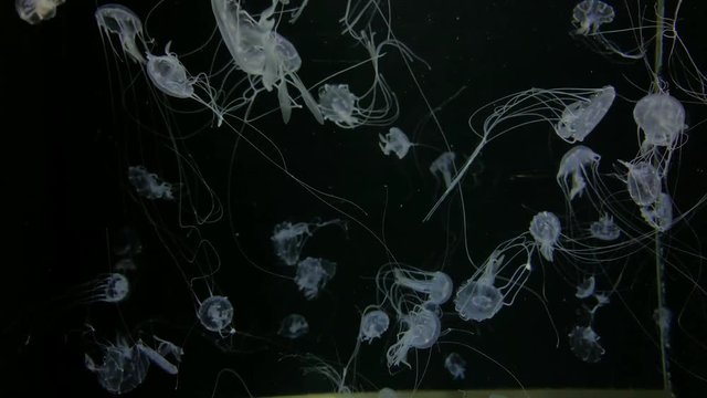 Jellyfish - Chrysaora Quinquecirrha - Many small white jellyfish with long tentacles float in the water. Kamon Aquarium, Japan.