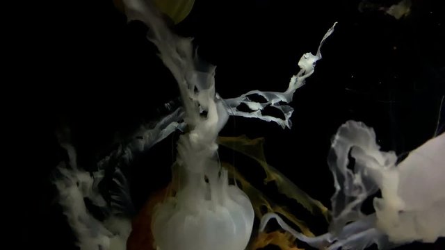 Jellyfish - Chrysaora Chinensis - White jellyfish at Kamon Aquarium, Japan.