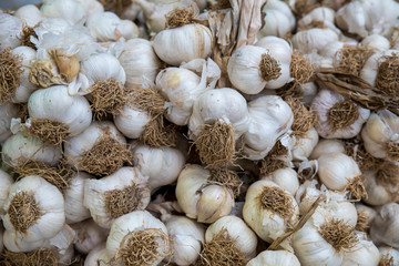 Bunch of Garlic