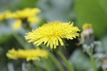 beautiful nature flower