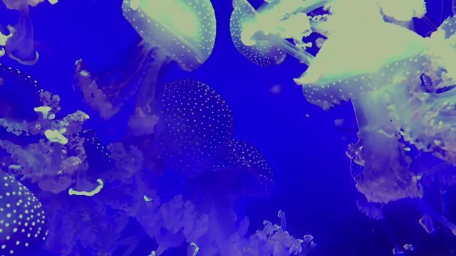 Jellyfish - Phyllorhiza Punctata - Beautiful white jellyfish with a blue background at Kamon Aquarium, Japan.