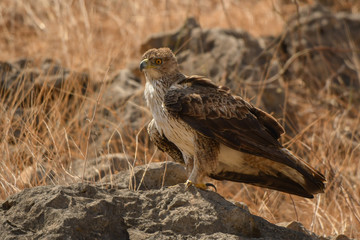 The bird is standing on a stone. Bonelli's Eagle / Aquila fasciata