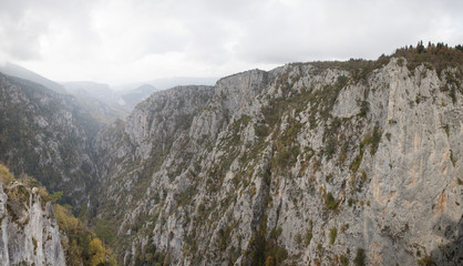 Mountain Forest of Pine Trees