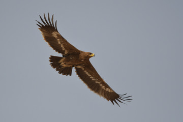The bird flies against the sky. Steppe Eagle / Aquila nipalensis
