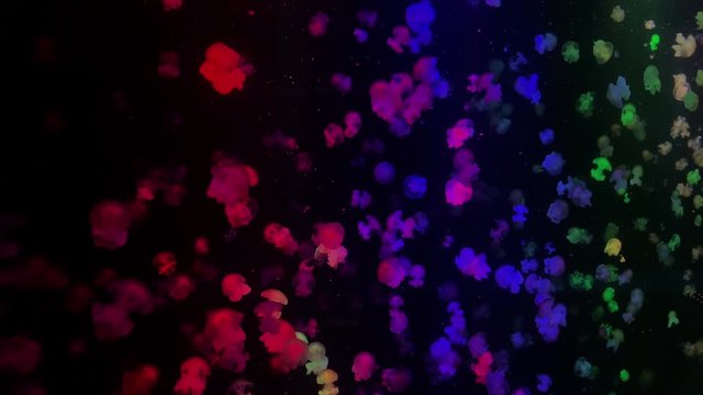 Jellyfish - Lychmoriza Lucerna - Rainbow jellyfish at Kamon Aquarium, Japan. Has a hemispherical bell and flattened into a saucer shape.