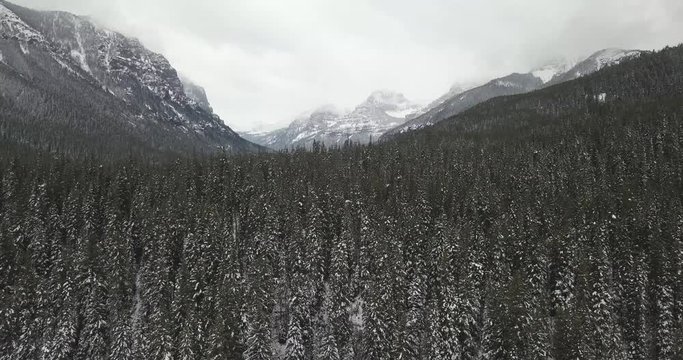 Christmas Season With Snow Spruce Trees Next To The Icy Rocky Mountains Of Bozeman Montana Countryside
(drone Shot)