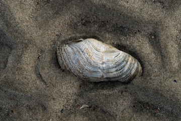 Bohrmuschel am Strand