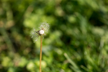 Dandelion