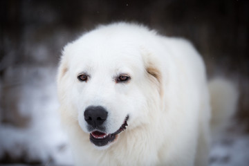 Profile Portrait of beautiful maremmano abruzzese sheepdog. Close-up of big white fluffy dog is on the snow in winter
