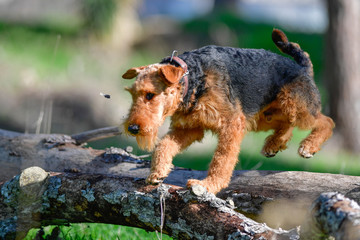 Airedale Terrier dog - puppy 11 month old.	