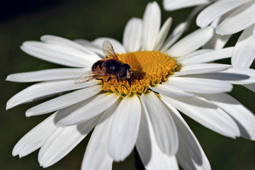 Bee on a flower.