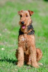 Airedale Terrier dog - puppy 11 month old.	