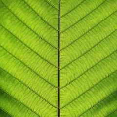 Rich green leaf texture see through symmetry vein structure, natural texture concept, 1:1