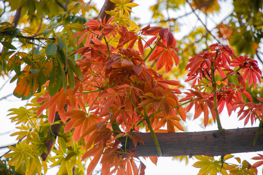 Red, orange, yellow autumn leaves on a tree branch