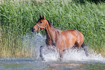 Obraz premium Konie na Müritz