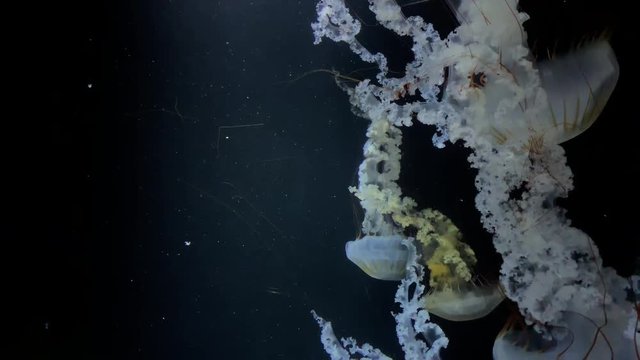 Jellyfish - Chrysaora Plocamia - Large number of tentacles presented in the campaign (24 tentacles in 8 groups of 3) at Kamon Aquarium, Japan.