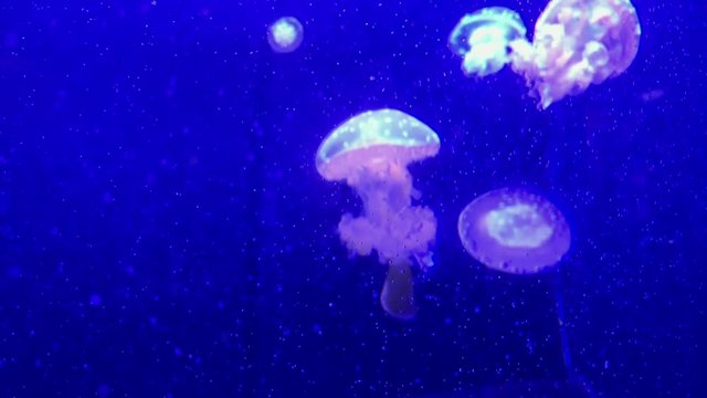 Jellyfish - Mastigias Papua Saliii - at Kamon Aquarium, Japan. Medium and small jellyfish with blue background.