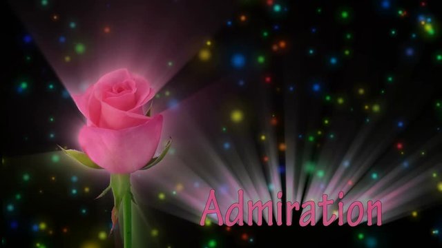 Montage of opening pink Blushing Akito rose meaning Admiration 1a2 in RGB + ALPHA matte format isolated on black background