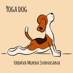 dog shows yoga pose Urdhva Mukha Svanasana