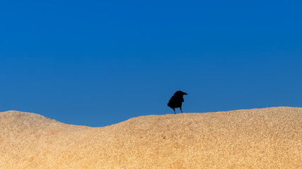 Raven Silhouette against a clear blue sky 