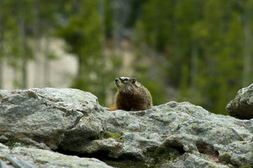 Marmot 1