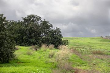 Trees on the edge of a green agricultural field under a stormy sky in clouds