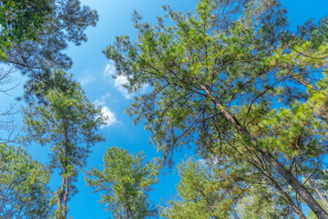 top pine leafs and blue sky in the forest
