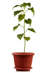 seedlings of red hot pepper