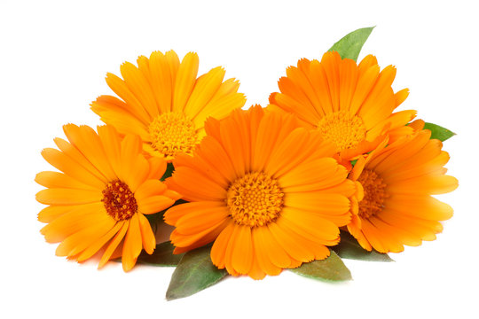 marigold flowers with green leaf isolated on white background. calendula flower.