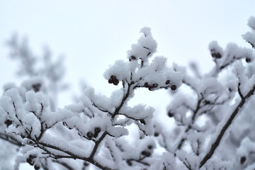 on a snowy December morning