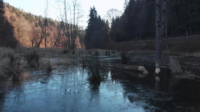 Close drone shot of a small lake. Logs with beaver bite marks.