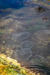 Jellyfish on the sea. Sea with jellyfish by the water, danger in a beach of Montego Bay, Jamaica.