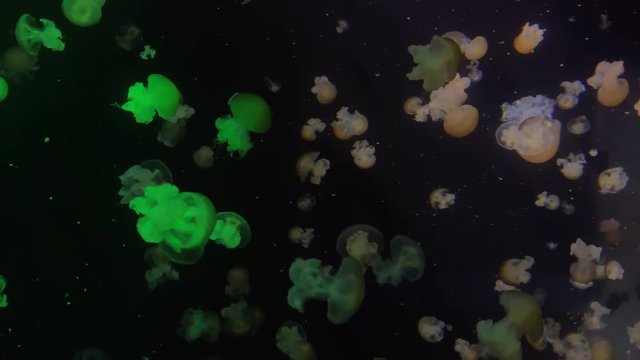 Jellyfish - Lychmoriza Lucerna - Rainbow jellyfish at Kamon Aquarium, Japan. Has a hemispherical bell and flattened into a saucer shape.