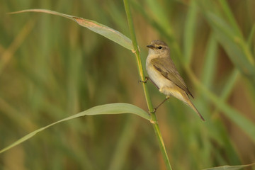 Bird on a green background. Chiffchaff / Phylloscopus collybita