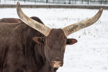 Close up photo of Ankole-Watusi cow in winter