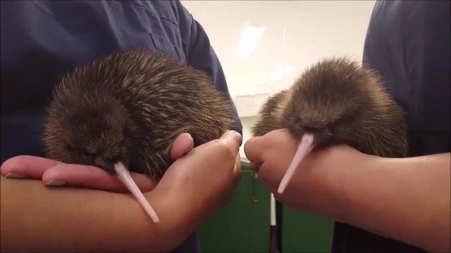 Two New Zealand Kiwi rowi chicks just been hatched two days ago.