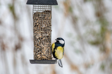Fototapeta premium The great tit (Parus major) is a passerine bird in the tit family Paridae