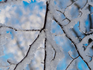Branch of the tree covered with hoarfrost