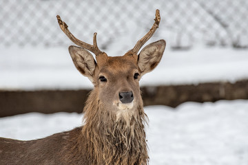 Male Vietnamese Sika Deer (Cervus nippon pseudaxis)